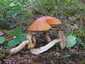 Vörös érdestinóru (Leccinum albostipitatum), Budai-hegység